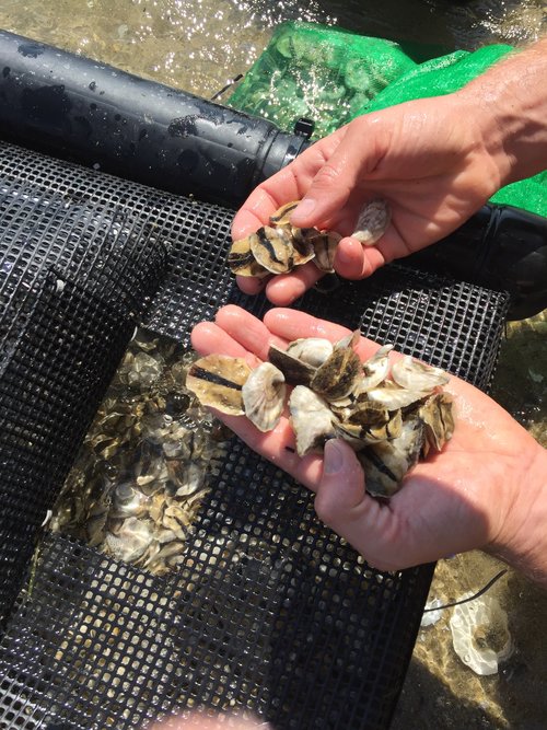 2016: Our first summer growing oysters in Maine