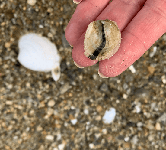 baby oyster shell with a black stripe