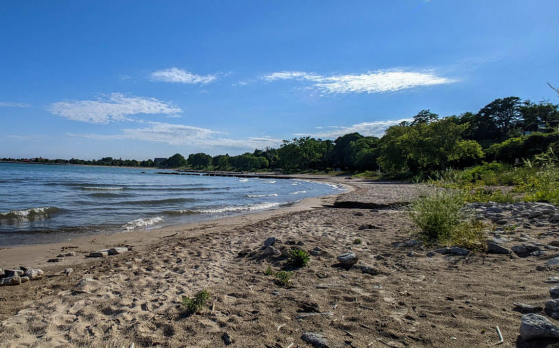 sandy beach with green trees