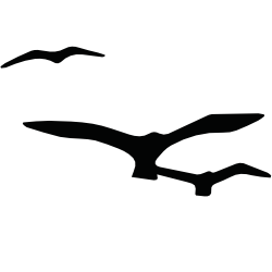 birds